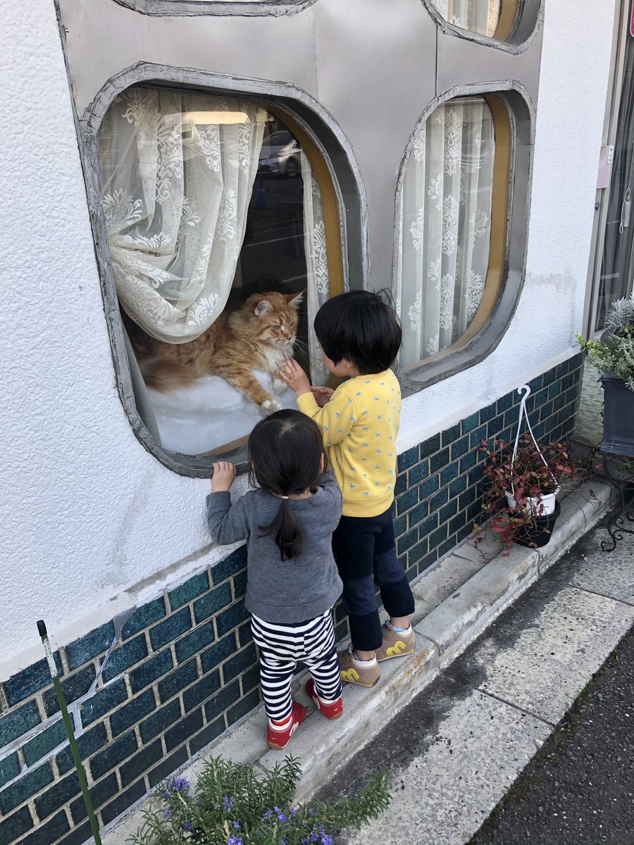 近所の美容室に高貴な猫が二匹いる 