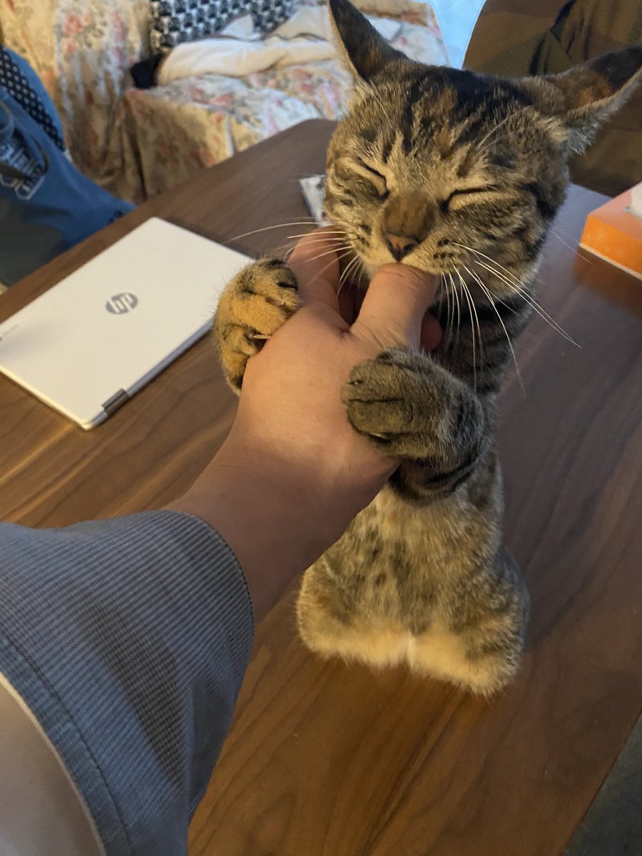 なんなんスかねこの生き物は。 