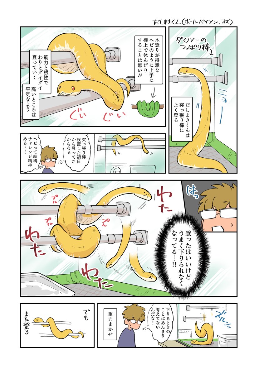 ボールパイソンと突っ張り棒 