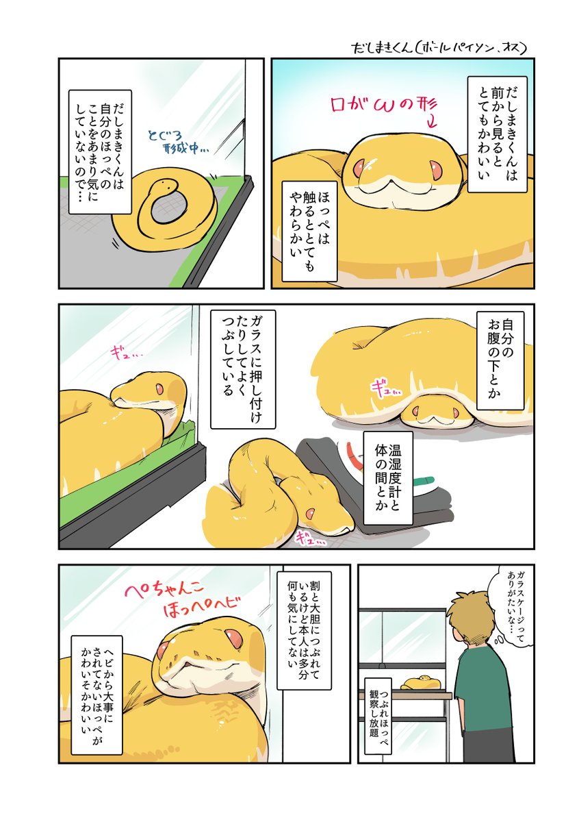 ボールパイソンのほっぺはかわいい 