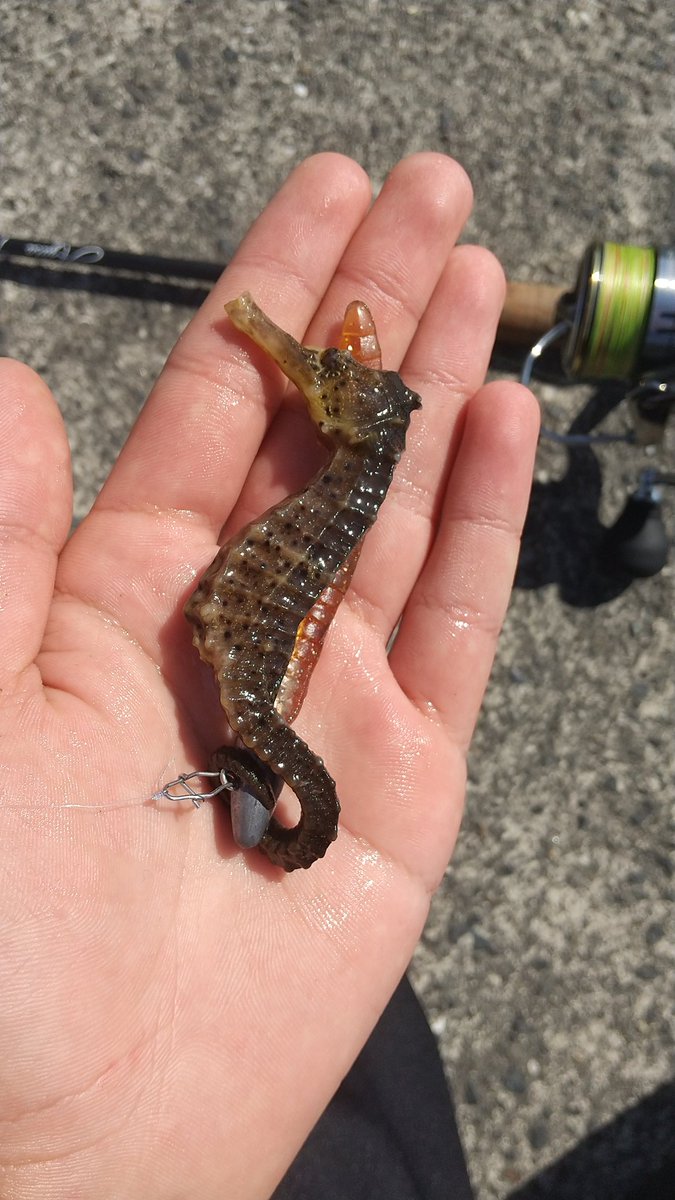 こんな釣れ方普通ある？ww 