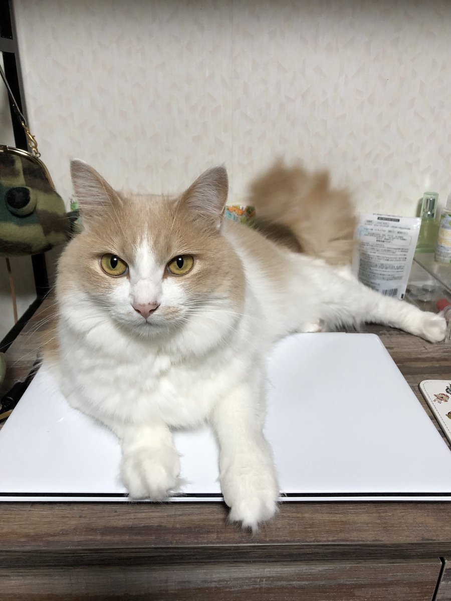   名前は天 去勢済 体重5キロ 見た目でかいです  室内猫のため外は慣れてないと思います