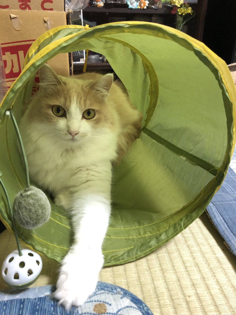   名前は天 去勢済 体重5キロ 見た目でかいです  室内猫のため外は慣れてないと思います