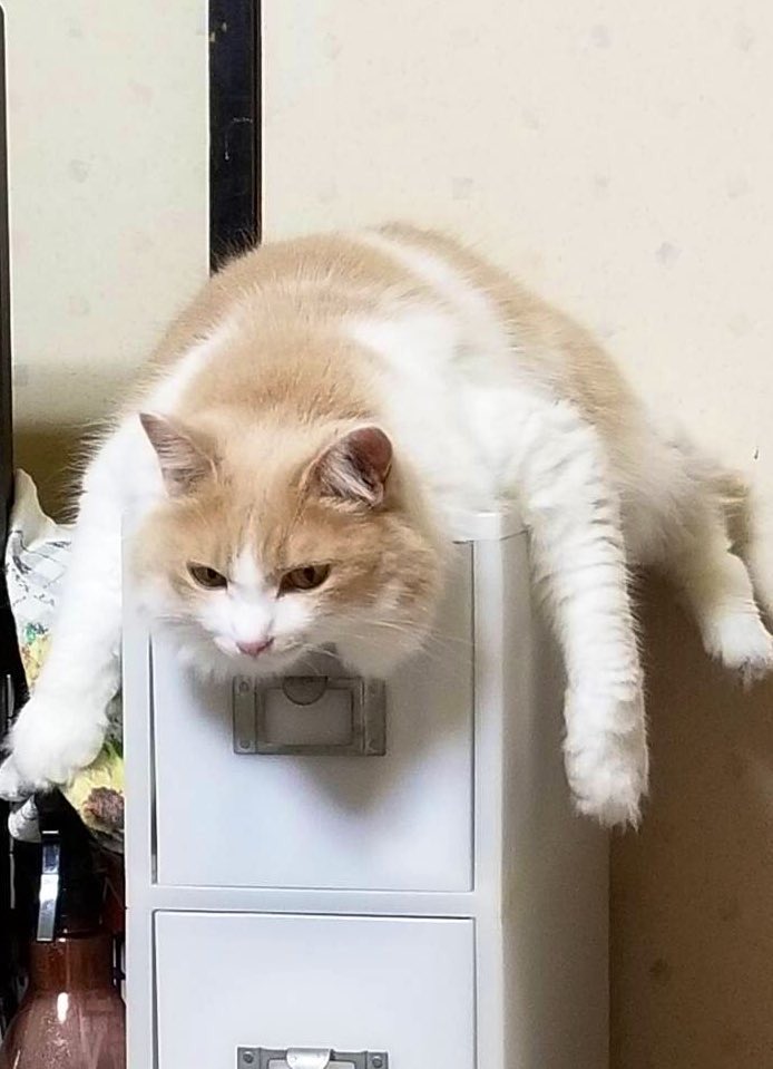   名前は天 去勢済 体重5キロ 見た目でかいです  室内猫のため外は慣れてないと思います