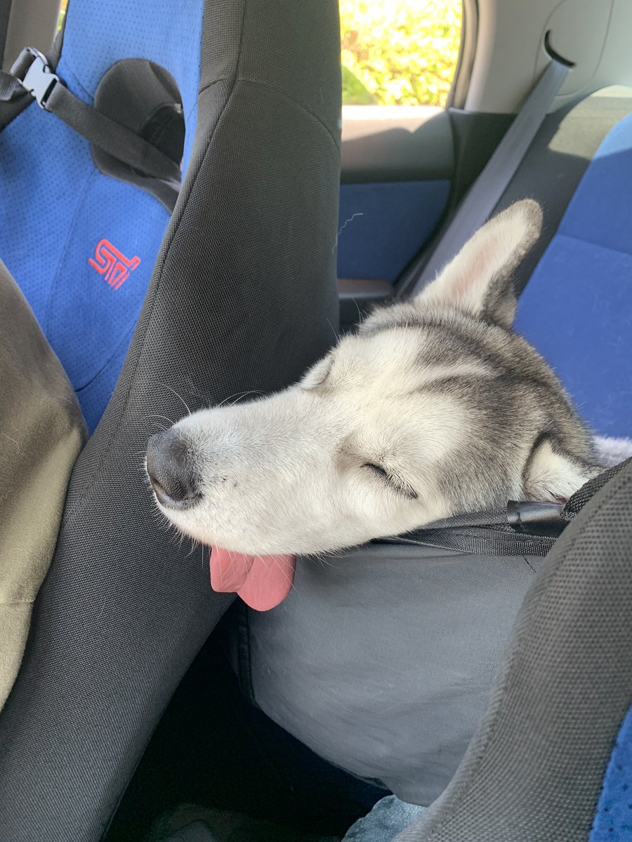 ドッグランで疲れて車の中で寝ちゃった😪 