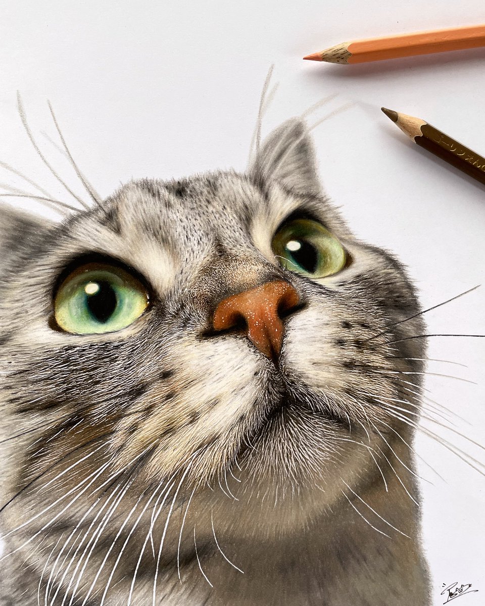 色鉛筆でにゃんこ描きましたー！(´∀`) もふもふ見てください〜🐱 