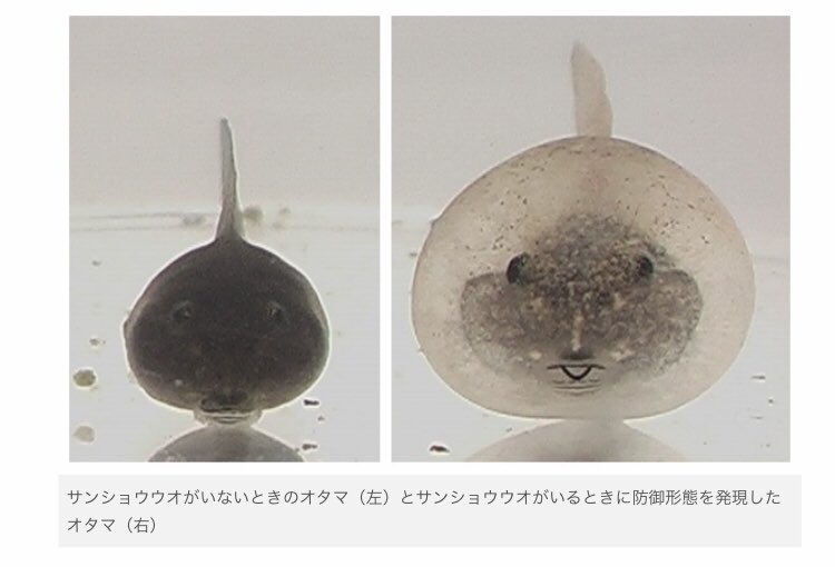 防御形態を発現したオタマジャクシ、最高 