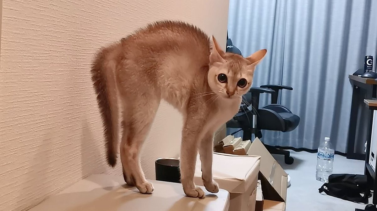 友達のワンちゃんが来たときのうちの子猫 