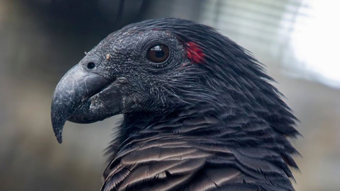 熱帯雨林に住んでる「ドラキュラインコ」の見た目が映えすぎる