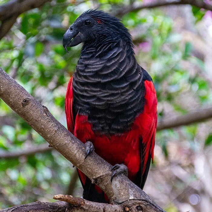熱帯雨林に住んでる「ドラキュラインコ」の見た目が映えすぎる