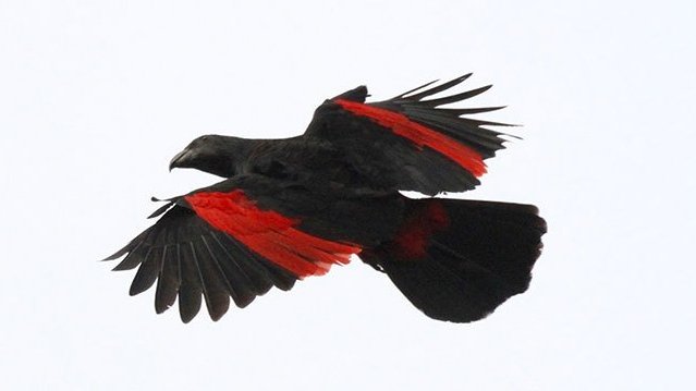 熱帯雨林に住んでる「ドラキュラインコ」の見た目が映えすぎる