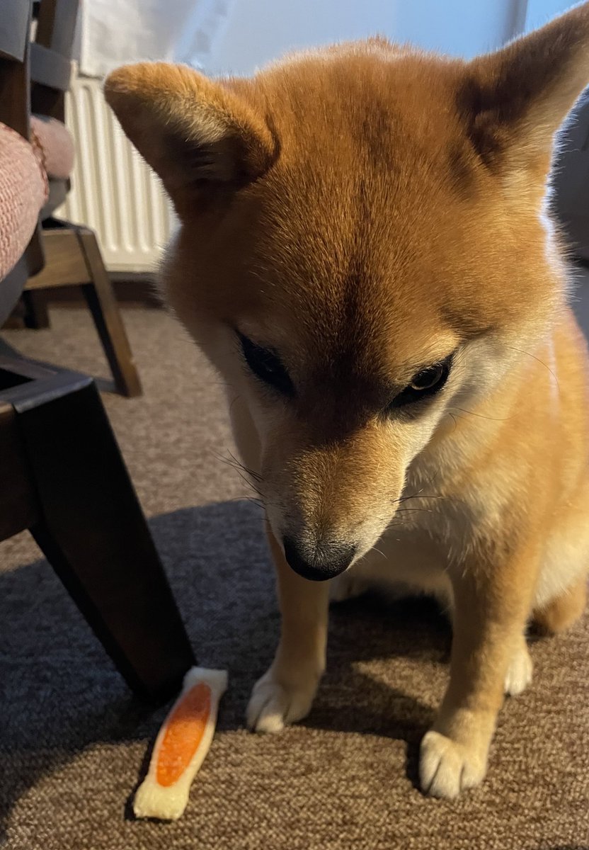 反省してると見せかけて飼い主を睨む柴犬 