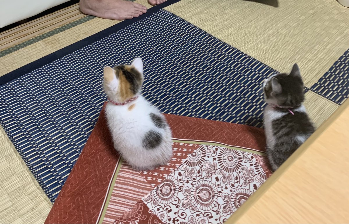 人間が小顔ローラーしてるのを不思議そうに見てる 