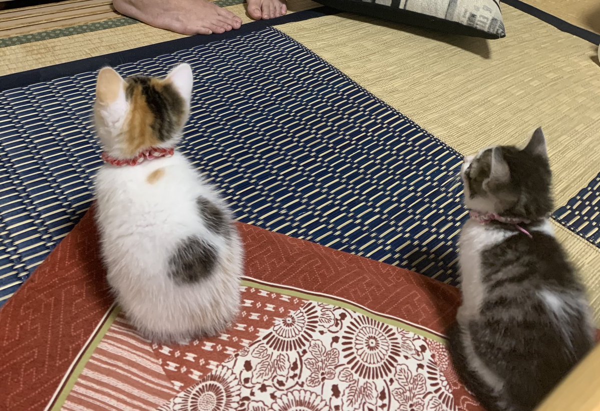 人間が小顔ローラーしてるのを不思議そうに見てる 