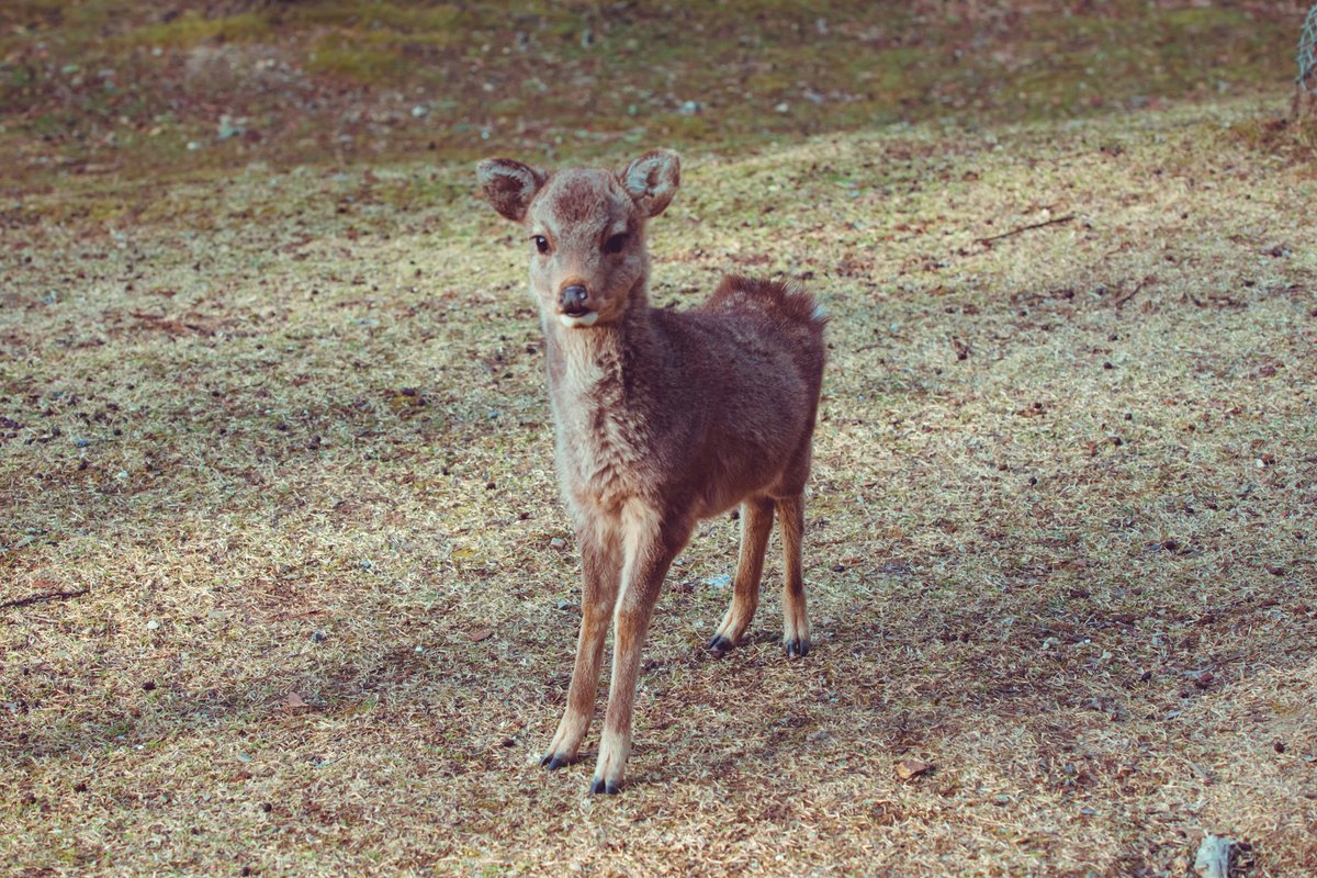 鹿せんべいが欲しいのと人間が怖いのとの狭間で葛藤する子鹿かわいいから見て 