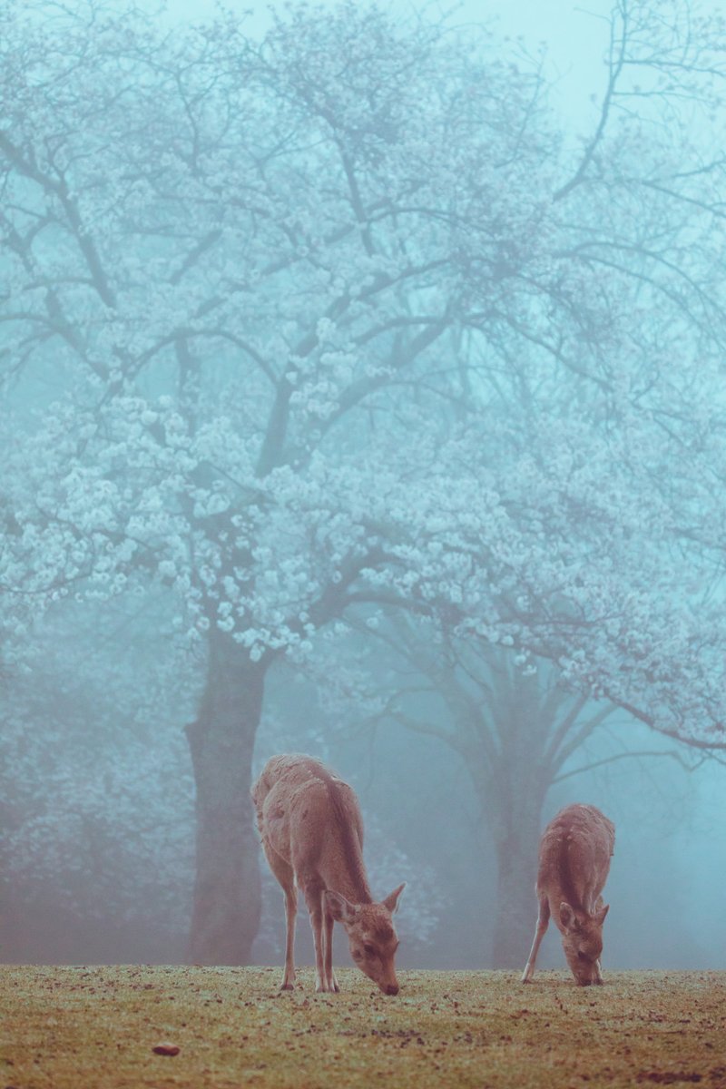 桜がちょうど見頃になるタイミングで濃霧が発生するパターン初めてだったので興奮した