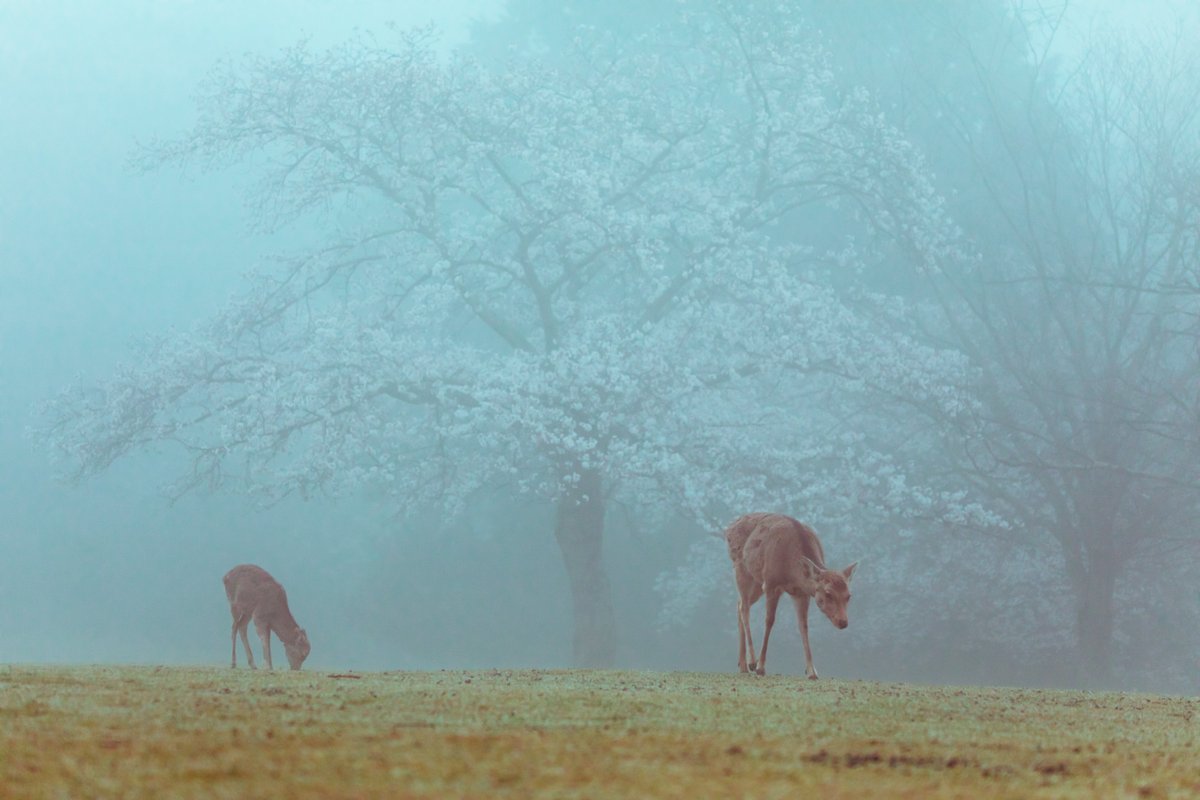 桜がちょうど見頃になるタイミングで濃霧が発生するパターン初めてだったので興奮した