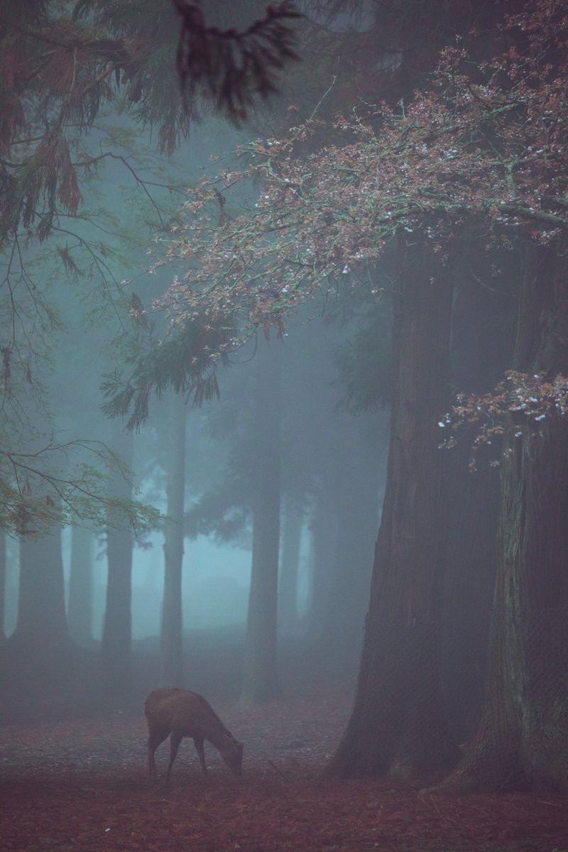 桜がちょうど見頃になるタイミングで濃霧が発生するパターン初めてだったので興奮した
