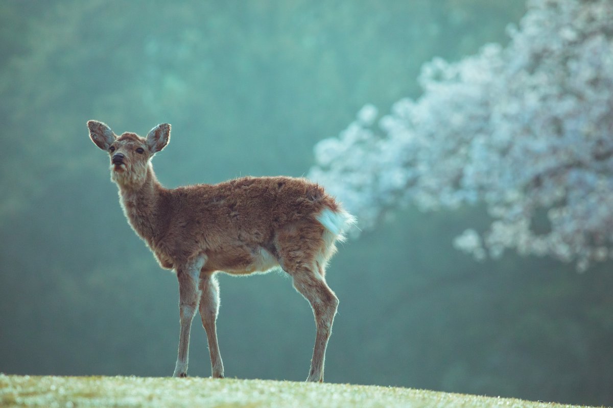 撮ってるとき何も思わなかったんだけど、家帰ってから冷静に観たら、鹿のお尻から桜が吹き出してるような変な被り方しててボツ写真になってしまった 