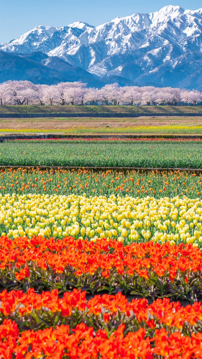 富山が春に本気出すとこうなる。(タップしてね) 