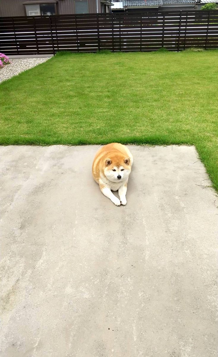 ドッグランを作ってあげたのに、ぜんぜん走ってくれません。 