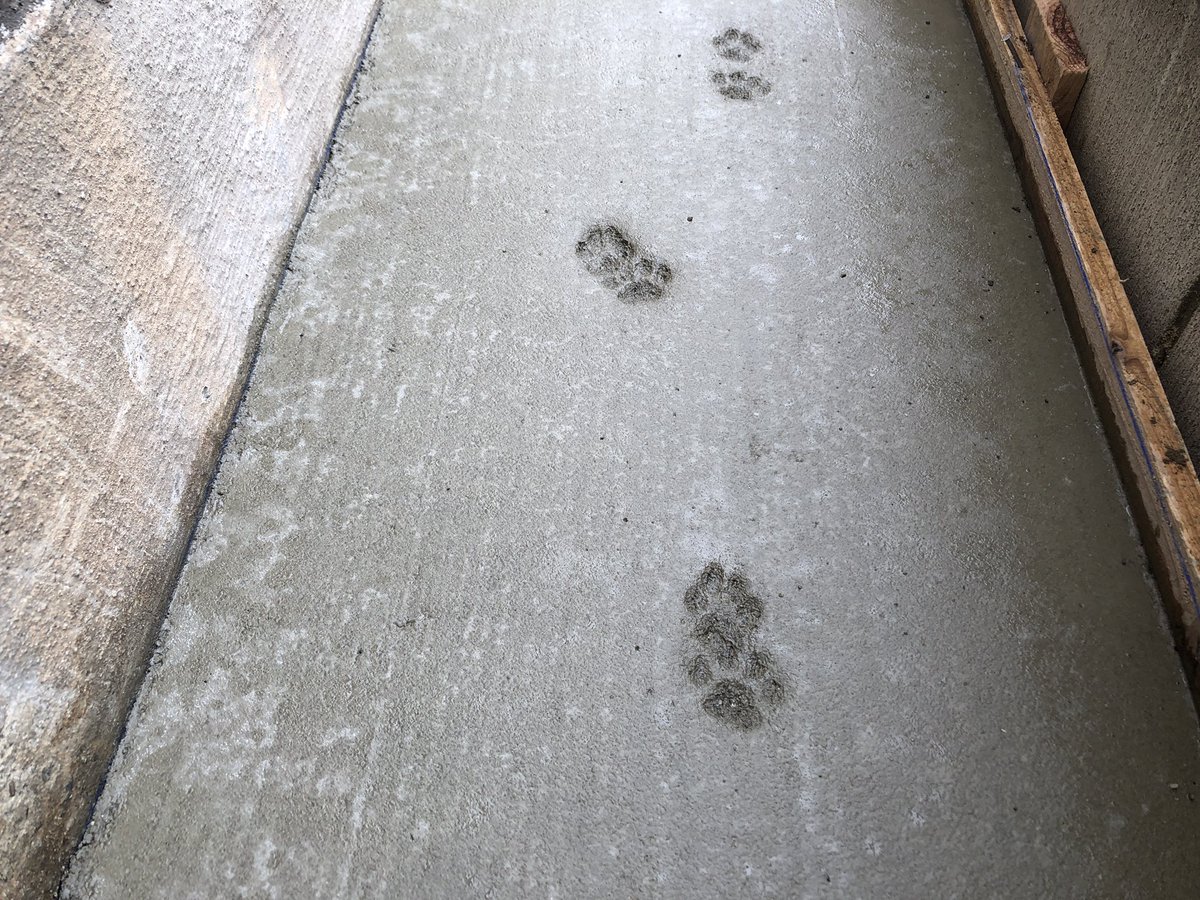 にゃんでこうなっちゃうかなー 