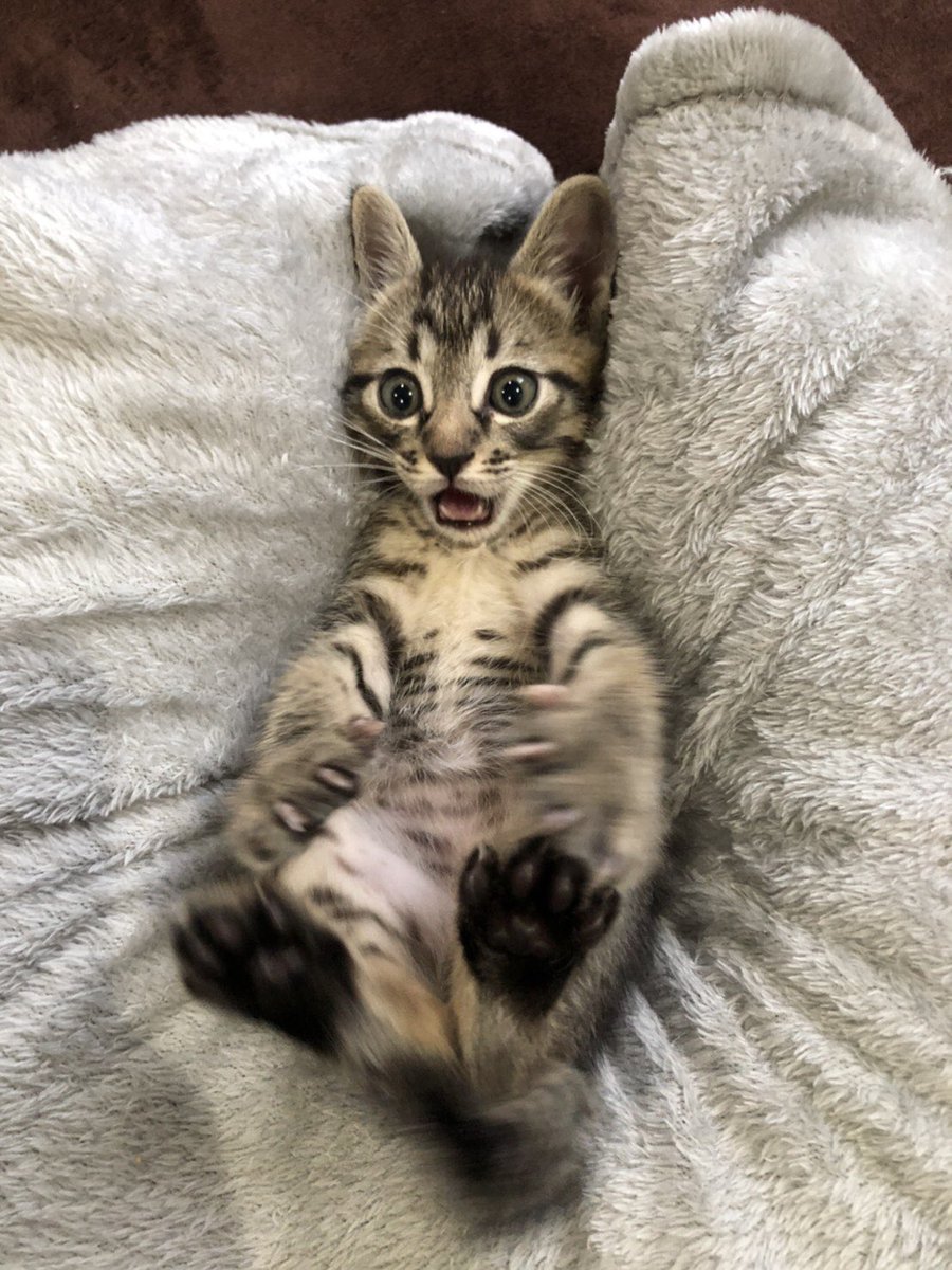 ひと月前の今日、ねこはまだクッションの形を知らなかった 