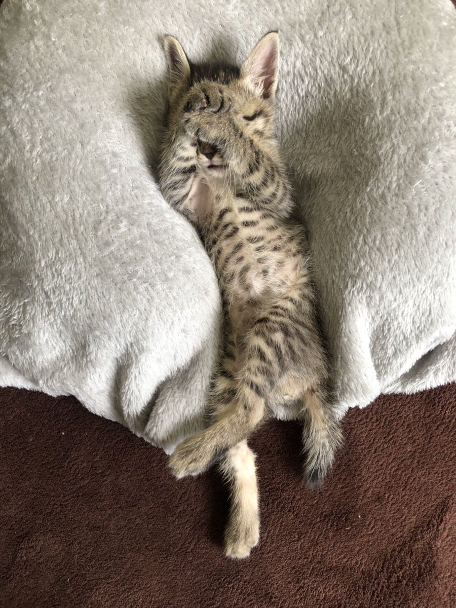 ひと月前の今日、ねこはまだクッションの形を知らなかった 