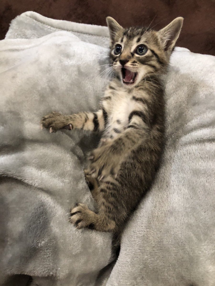 ひと月前の今日、ねこはまだクッションの形を知らなかった 