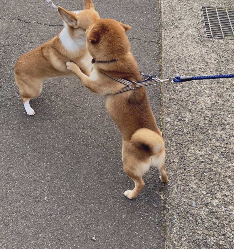 ﾅｶﾖｼｰなオトモダチと半日ぶりの再会の喜びを分かち合う 