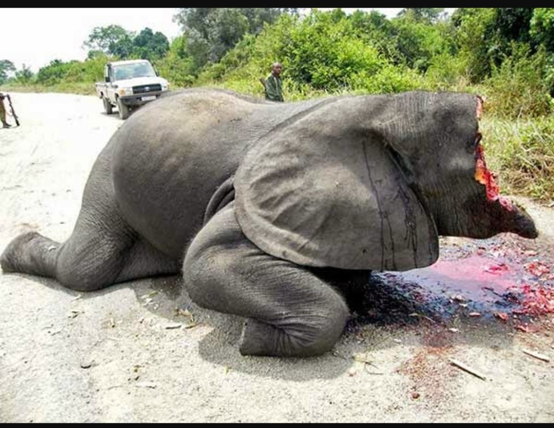 日本の誰かが象牙の印鑑にこだわるから、今日も世界のどこかでアフリカゾウが密漁されている