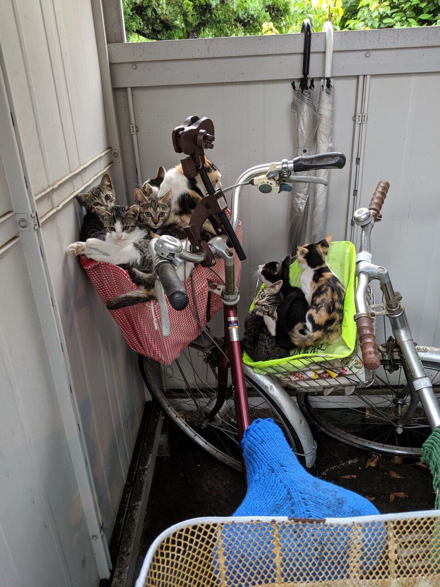 知り合いから送られてきた雨降ってて横見たら猫まみれだったらしい 