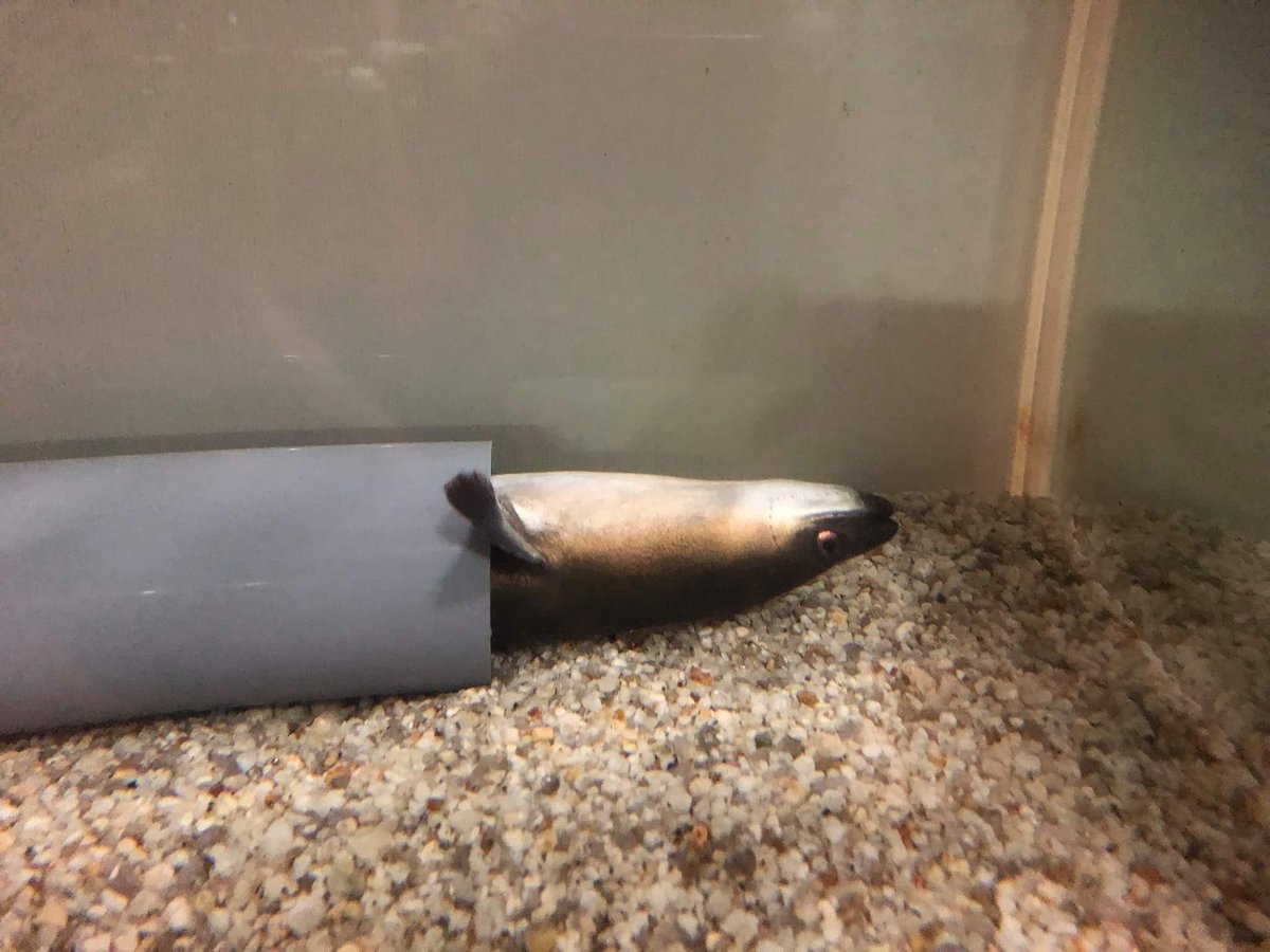 実家のウナギ  かわいくね⁉︎ 