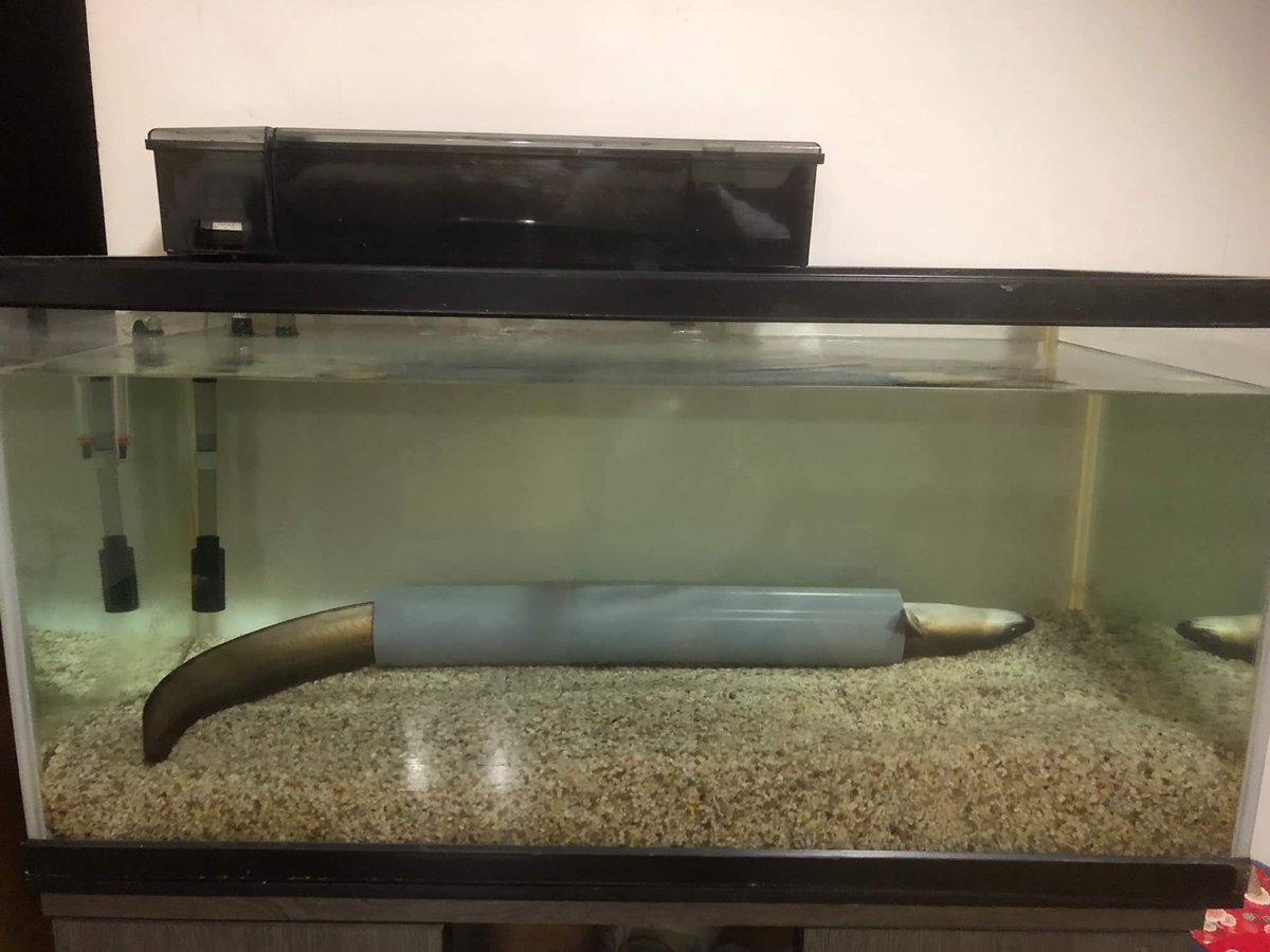 実家のウナギ  かわいくね⁉︎ 