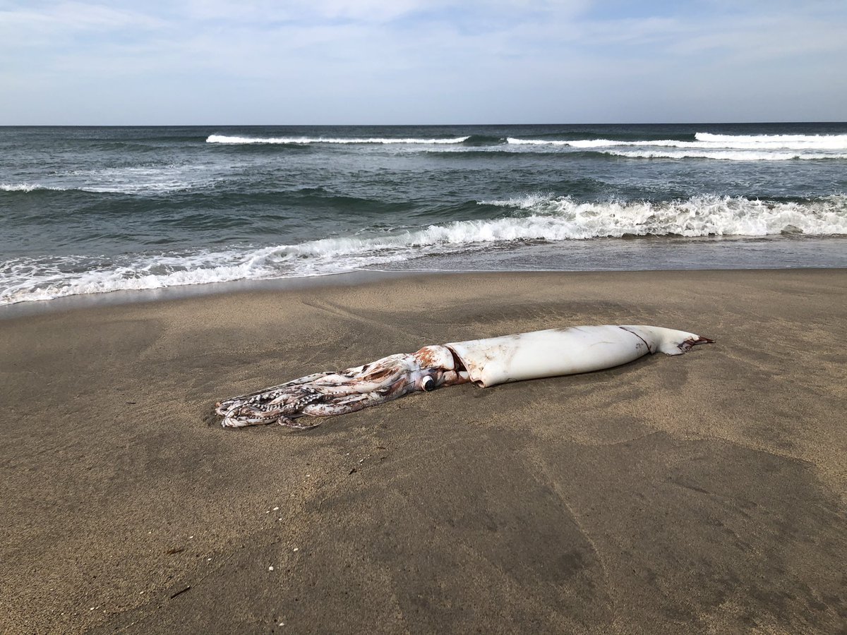 え？？　ダイオウイカ落ちてるんだが… 