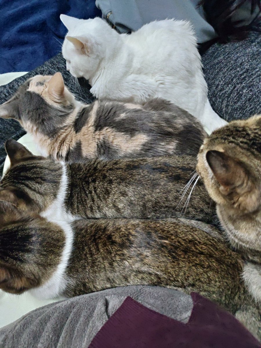 先程の地震が怖かったらしく、揺れがおさまったあと、人と人の間に詰まる猫たち 