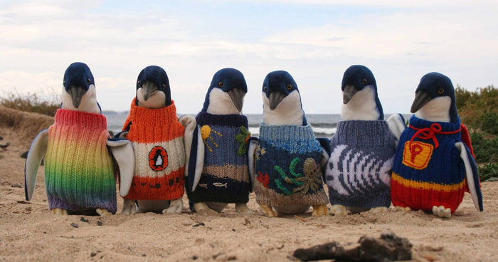 オーストラリアの109歳になるアルフレッド・デイトさんは、1932年から編み物を始め、今絶滅危惧種となったペンギンのための小さなセーターを作ることで有名になった