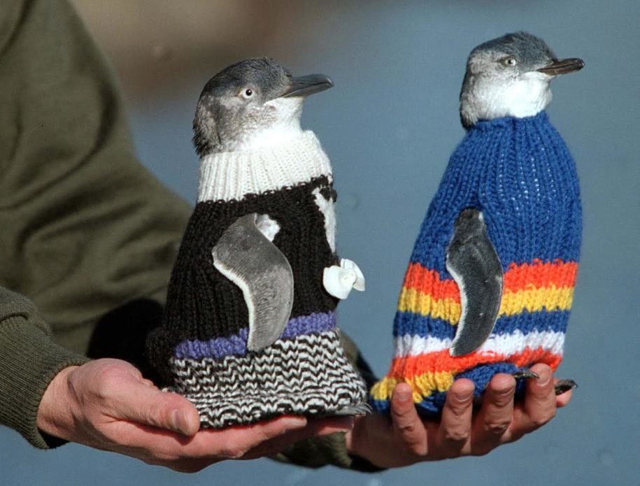 オーストラリアの109歳になるアルフレッド・デイトさんは、1932年から編み物を始め、今絶滅危惧種となったペンギンのための小さなセーターを作ることで有名になった
