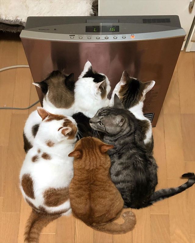 ほっかほっか  猫6匹がヒーターの前で大渋滞　ぎゅうぎゅうであたたまる猫たちがかわいい   