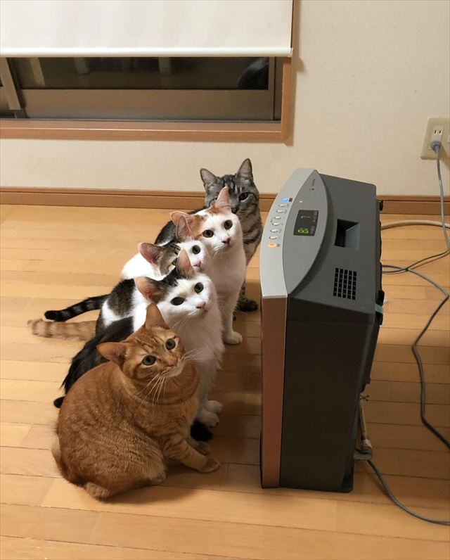 ほっかほっか  猫6匹がヒーターの前で大渋滞　ぎゅうぎゅうであたたまる猫たちがかわいい   