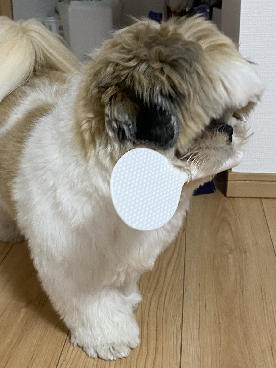 怖いよね…寝るのも怖いよね… 初の大きい地震でとても驚いて、走ってしゃもじを咥えてきたうちの犬でも観て癒されておくれ 