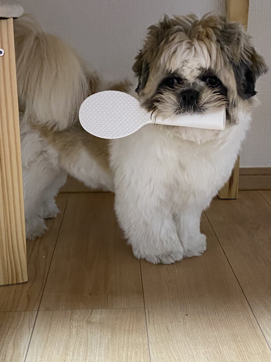怖いよね…寝るのも怖いよね… 初の大きい地震でとても驚いて、走ってしゃもじを咥えてきたうちの犬でも観て癒されておくれ 