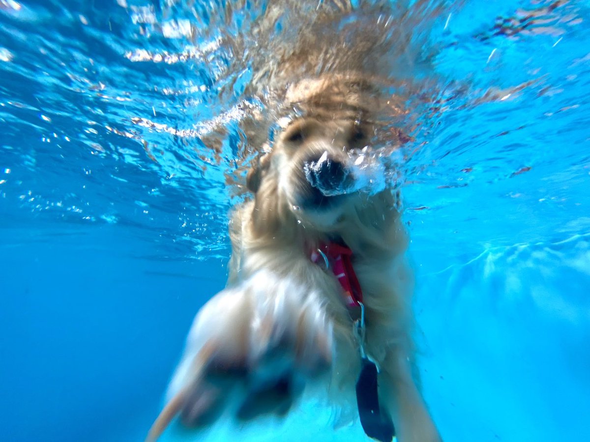 ニルバーナみたいな写真撮れた。オレの犬。 