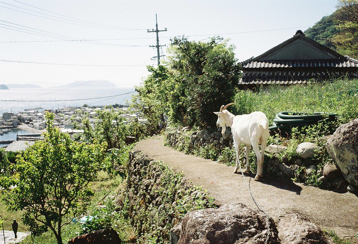 ヤギを飼ってると、ちょっと嫌なことがあっても「まあ仕事終わればヤギの散歩あるしな…」ってなるし仕事でむかつく人に会っても「そんな口きいていいのか