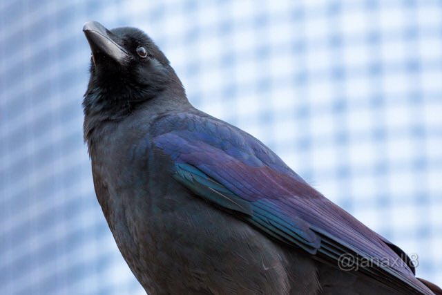 カラスの羽はね、黒ではないのだよ。 