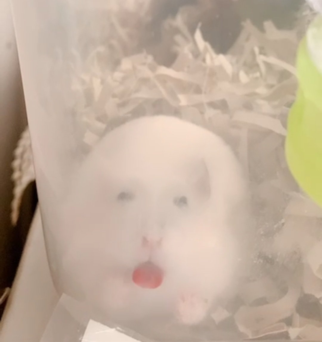 うちのハム、ブスな時が多すぎなんだけどこれは今朝の最大級のブス顔です 