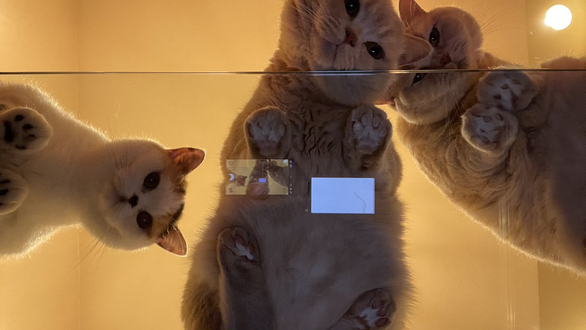 ガラステーブル買ったら絶景が見れた。 