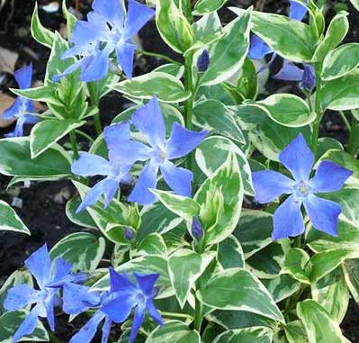   花言葉は  『生涯の友情』  #呪術廻戦 