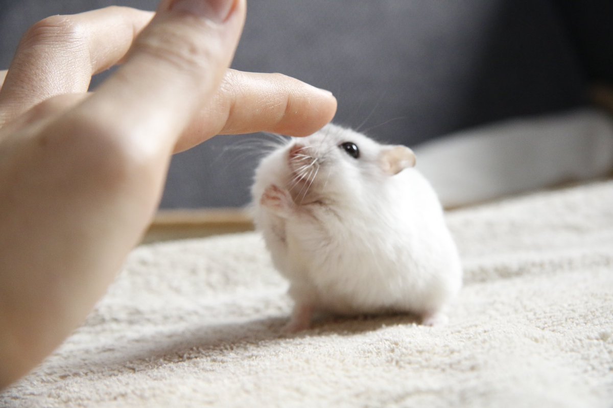 鼻タッチする主の手に届かない短い手 