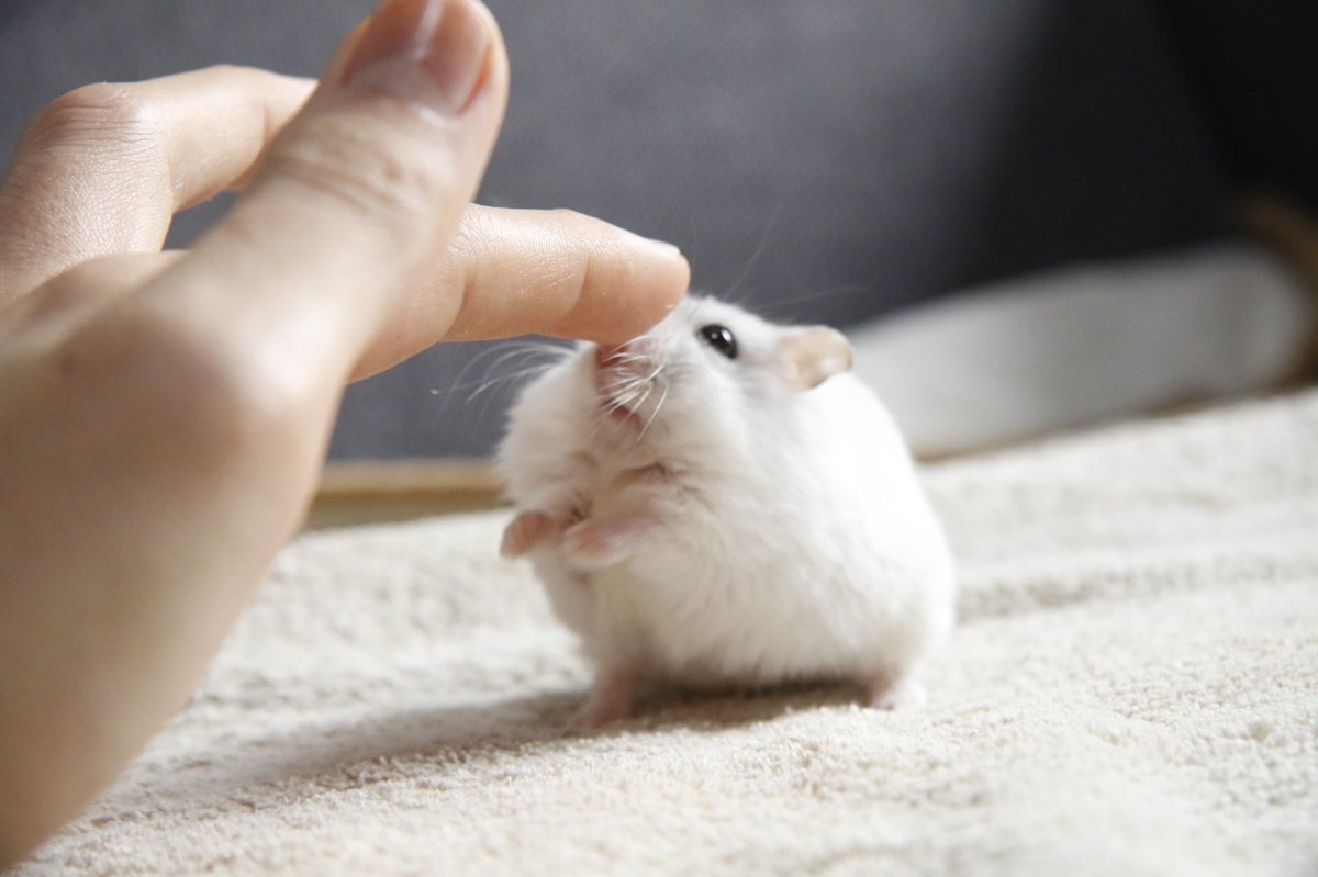 鼻タッチする主の手に届かない短い手 